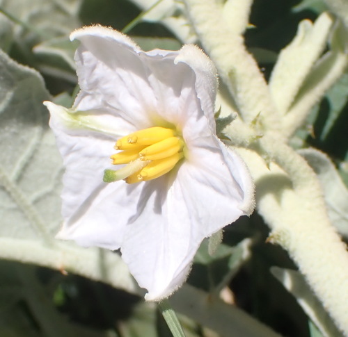 Image of Solanum lichtensteinii by (c) Nicola van Berkel, some rights reserved (CC BY-SA)