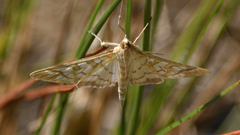 Epipagis fenestralis