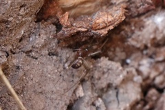 Araneae