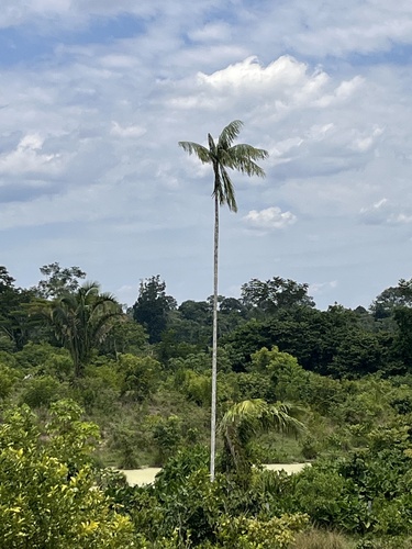 Foto de Açaí-solteiro