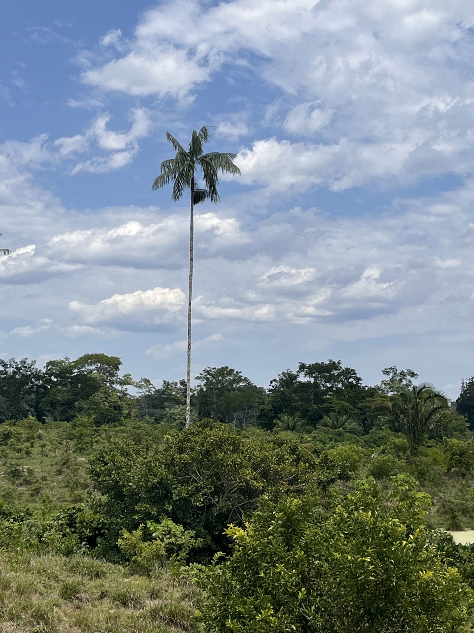 Imagem de Açaí-solteiro