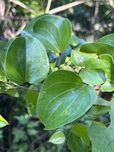 Foto de Salsaparrilha