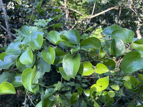 Foto de Salsaparrilha