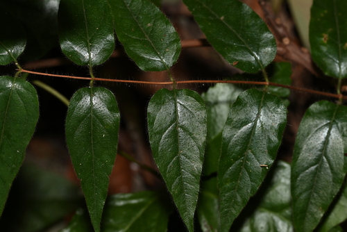 Lonicera macrantha observed 2025-01-17