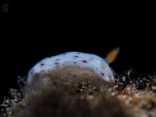 Chromodoris aspersa observed 2024-10-28