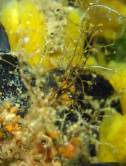 Ectopleura