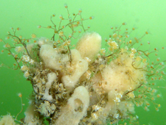Ectopleura