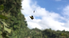 Gasteracantha diadesmia