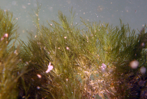 Bryopsis hypnoides observed 2019-07-27