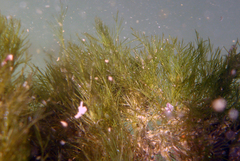 Bryopsis hypnoides