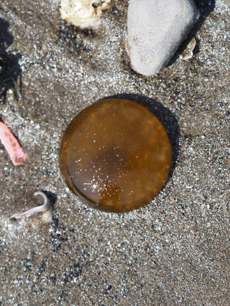 Phaeocystis