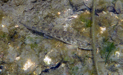 Acanthogobius flavimanus