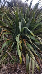 Phormium tenax