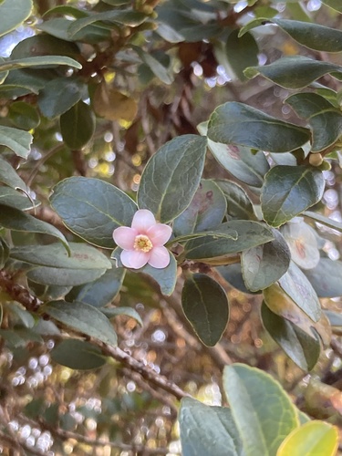 Symplocos theiformis, photograph 5