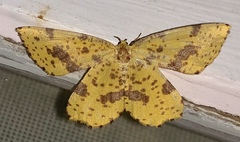 Xanthotype urticaria