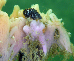 Halichondria bowerbanki