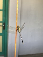 Orthetrum sabina
