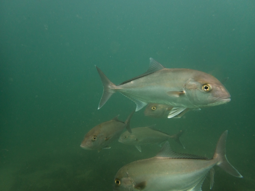 Abrolhos kingfish (Seriola hippos) — Carangidae