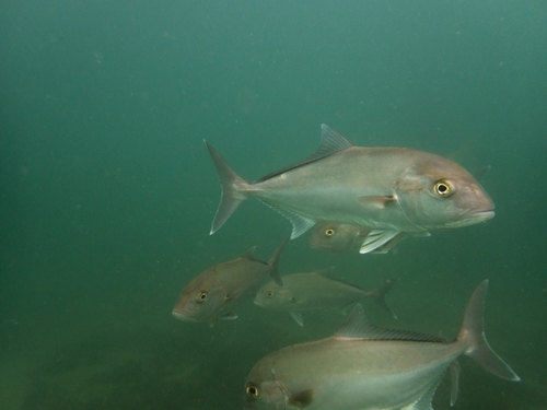 Abrolhos kingfish (Seriola hippos) — Carangidae