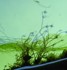 Ectopleura crocea
