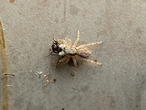 Gray Wall Jumping Spider