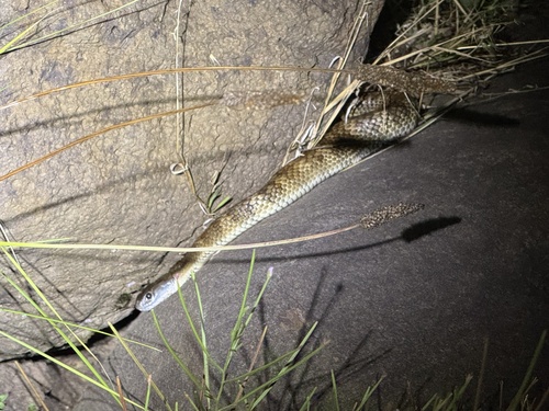Tiger Snake sighting