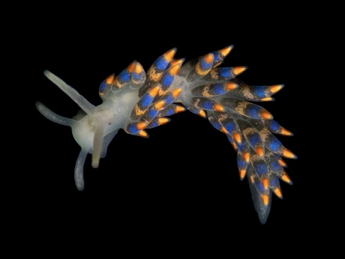 Trinchesia cuanensis