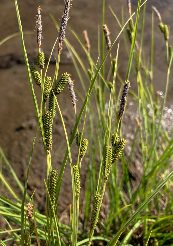 Kellogg's Sedge