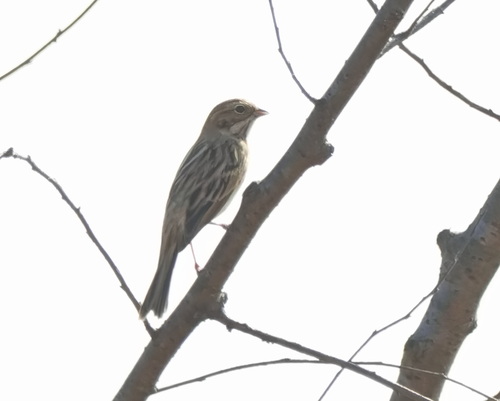 Reed Bunting