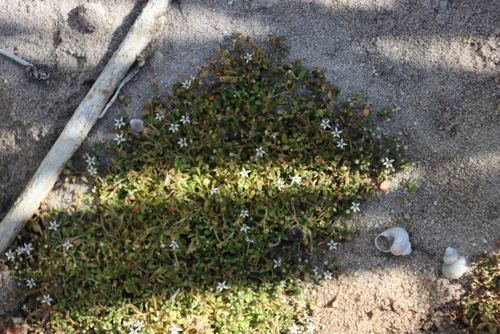 Mini Lobelia (Lobelia quadrisepala)