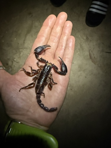 Asian Forest Scorpion photo 5