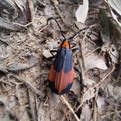 Amphidesmus platypterus