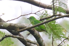 Chlorophonia callophrys