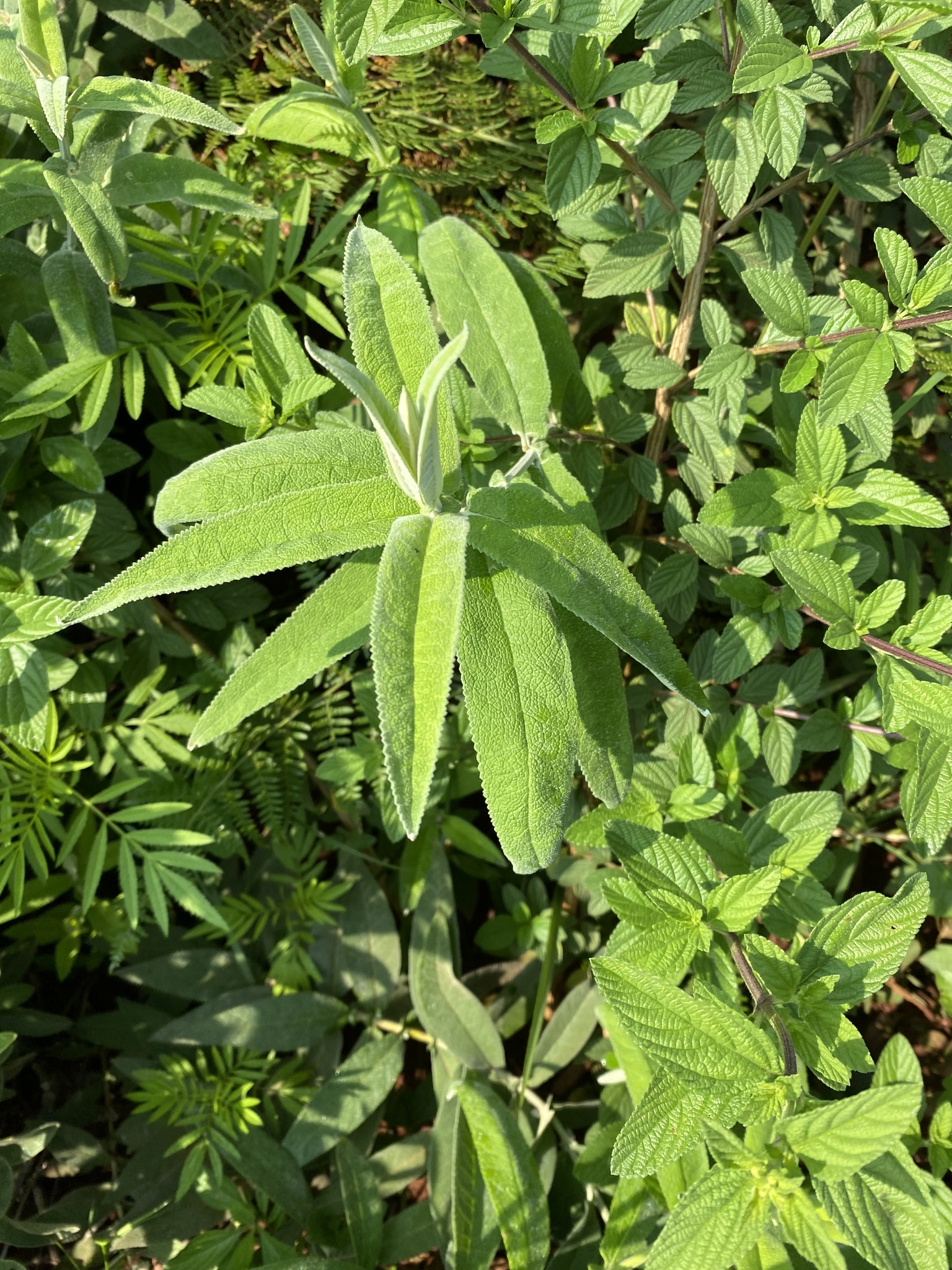 Imagem de Buddleia