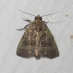 Elaphria fuscimacula