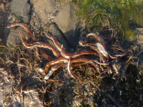 Asperococcus fistulosus observed 2020-03-22
