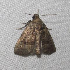 Elaphria fuscimacula