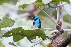 Dacnis venusta