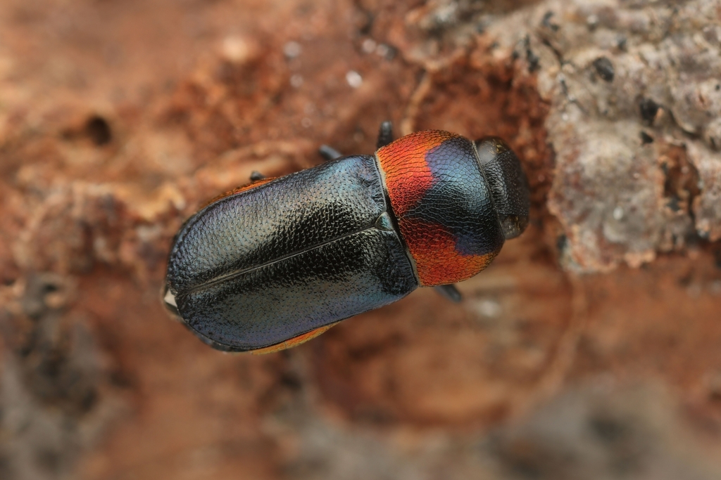 Brachelytrium blairi