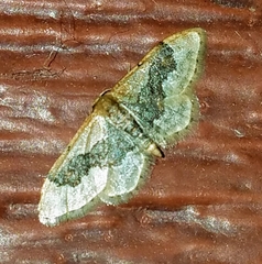 Idaea occidentaria