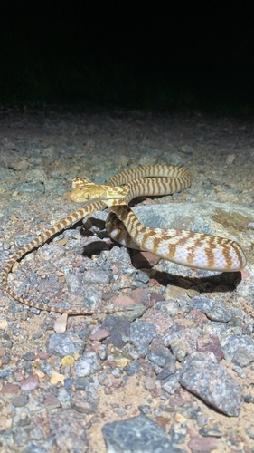 Brown Tree Snake sighting