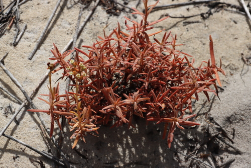 Crassula cymosa