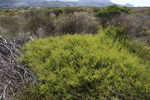 Cliffortia obcordata, photograph 6