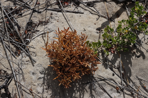 Crassula cymosa