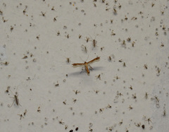 Stenodacma pyrrhodes