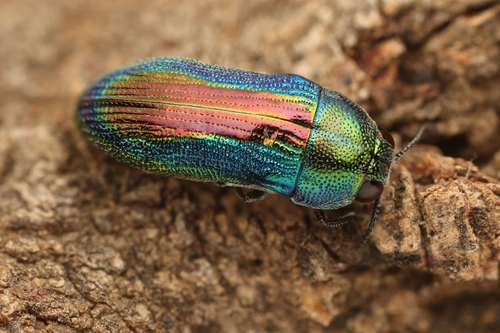 Acmaeodera franchettii franchettii