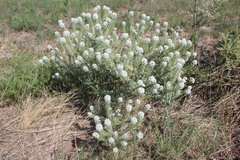 Lepidium montanum