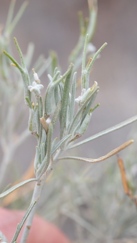 Parolinia ornata, photograph 6
