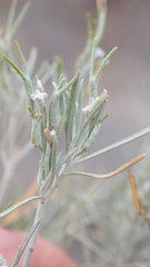 Parolinia ornata, photograph fmunoz, CC BY, iNaturalist via GBIF