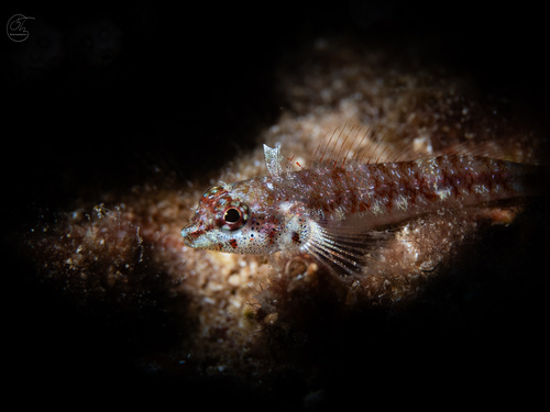 Hawaiian blackhead triplefin (Enneapterygius atriceps) — Tripterygiidae